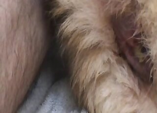 Seksi hayvan vajinası bir yapay penis tarafından becerilmek için adeta yalvarıyor