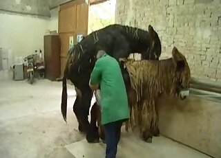 Deux ânes en train de s'accoupler sous le regard de personnes excitées