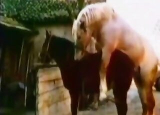 Eye-opening porn scene with a hung stallion that fucks a kinky mare