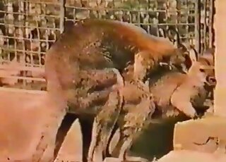 Awesome fuck movie showing real-life kangaroo fucking madness
