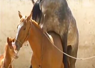 Brown mare is ready to let this animal rip its horse vagina apart