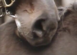 Horny zoophile dude is inspired by these animals and how they fuck