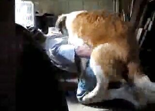 Dude in pulled down shorts lets this brown dog fuck his asshole