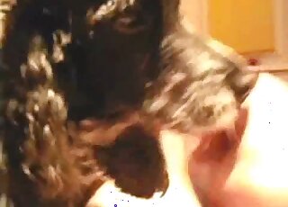 Guy is here to let this dog lick all over his penis and it's great