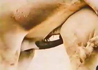 French guy narrates sex video between hung horse and submissive donkey