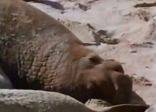 Passionate copulation between seals at a beach caught on camera