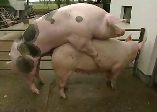 German lady narrates sexual intercourse between two farm pigs