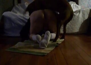 Amateur stallion gets hardcore doggy-style ramming from canine