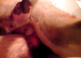 Animal dick goes deep into the hairy ass of a horny zoophiliac