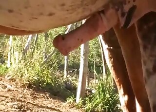 Amateur zoo porn - Close-up on a giant horse dick and mare pussy