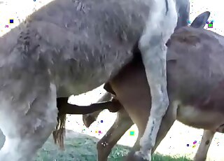 Amateur animal porn - Donkeys in heat get ready for copulation
