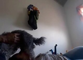 Teen girl blows fluffy Poodle in amateur zoo porn flick