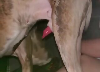 Sweaty and intense sex scene showing a hot animal that fucks