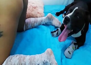 Attractive black dog inserting its penis into a zoophile's hot hole