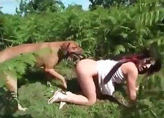 Long-haired bitch tries to tempt a big dog and wanks its long cock