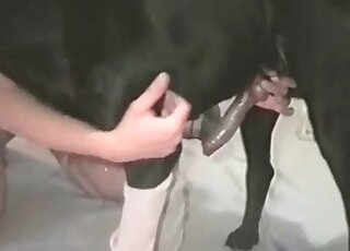 Curly-haired chick rides her dog’s massive dong and sucks it insanely