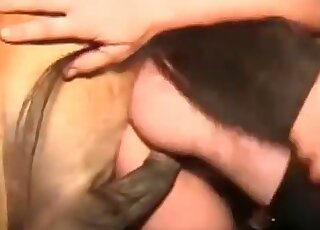 Spoiled whore gets her twat torn apart from behind by a stallion’s cock