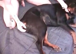 Crazy zoophile guy wanks hard before fucking his dog in the bedroom