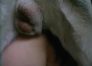 Impatient dog cannot wait to fuck a hot woman’s hole really deep