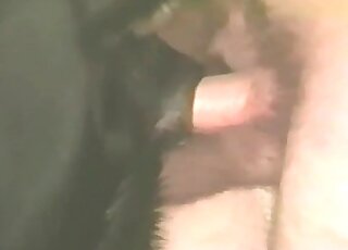 Guy inserts his pecker really deep into his dog’s hole in animal porno