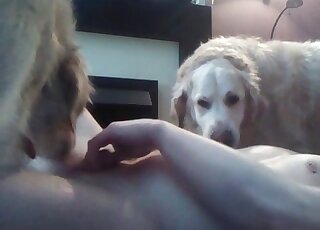 Perverted man teaches his dogs to suck his cock to get pleasured