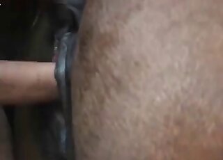 ایک گندے دماغ والے زوفائل دوست کے ساتھ چدائی کرنے کے بعد گھوڑا