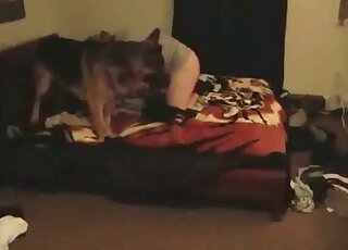 Animal sex addicted perverrt loves teasing and wanking canine’s dick