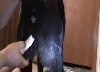 Pussy play scene featuring a black animal and a diligent zoophile