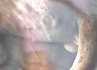 Closeup video focusing on beast-on-beast action that leads to cumshots